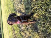 Liebevolles Zuhause gesucht
