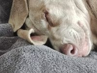Weimaraner Mix Welpen