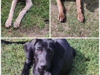 Mischlingswelpen Weimaraner
