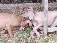 Weimaraner Mix Welpen