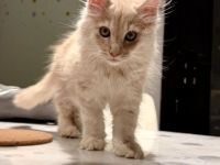 Mainecoon kitten männlich