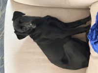Labrador Hündin.