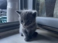 BKH Kitten
