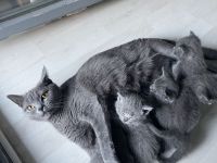 BKH Kitten