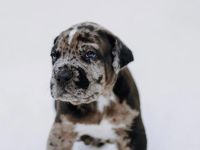 Cane Corso x American Bully XL Welpen