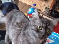 Neila sucht ein liebevolles zuhause