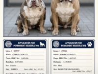 American Bully Pärchen – nur zusammen in gute Hände 🐾