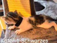 6 Bengal Kitten