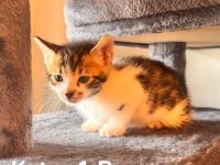 6 Bengal Kitten