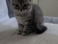 Britisch Kurzhaar Kätzchen ("Whiskas"-Kitten) ab sofort; geimpft (1/3) und entwurmt