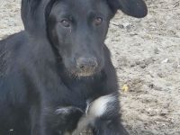 Unsere 4 Labradormischlingshündinnen suchen noch ein Zuhause