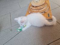 1 süßes Katzenmädchen / Babykatze - BKH - Türkische Angora Mix