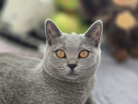 🐾 BKH Kitten 🐾