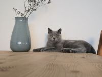 🐾 BKH Kater 6 Monate 🐾