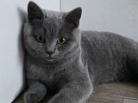 BKH Kitten