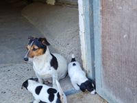 Jack Russel Welpen