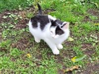 Katzenkitten abzugeben