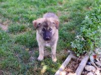 Mitsch sucht ein Zuhause
