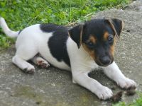 reinrassige Jack Russell Terrier Welpen