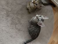 Geschwister Kitten zu verkaufen.
