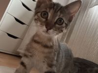 Bengal BKH mix