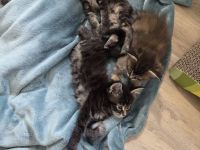 Maine Coon Kitten