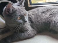 Junge BKH Katze sucht endgültiges Zuhause