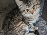 Wunderschöner kitten Mix