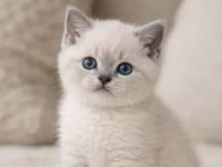 Bkh kitten auszugsbereit