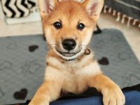Shiba Inu Welpin Matcha (vom Diamantenstern) sucht neues Zuhause