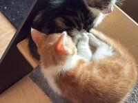 Babykatzen