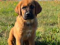 Bernhardiner-Ridgeback Mischling