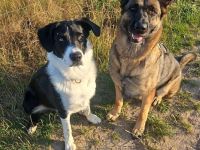 Liebevolle Hände gesucht ❤️