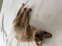 Burma Kitten Weiblich