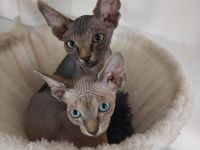 Süße Familien Sphynx Katzen suchen neues zu Hause