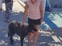Schäferhund sucht neues Zuhause