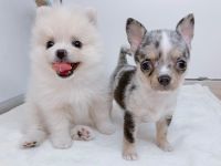 🐾 Bezaubernde Chihuahua- & Zwergspitz-Welpen 🐾