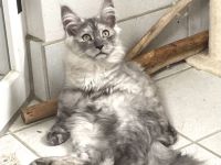 Maine Coon Kitten
