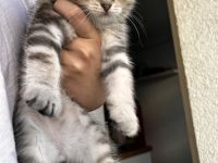 Zuckersüße Kitten