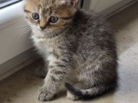 BKH/BLH Kitten