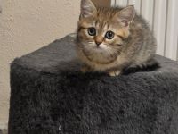BKH/BLH BKH-Mix Kitten