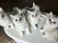 Wunderschöne Kitten suchen liebevolle Familien