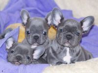 Wunderschöne Reinrassige Französische Bulldoggen-welpen (WhatsApp: 01521 1907636)