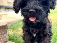 Havapoo Welpe "Hundin" 12 Wochen