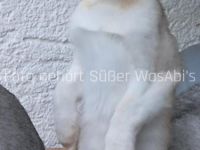 Reinrassige Abessinische Kätzchen