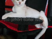 Reinrassige Abessinische Kätzchen