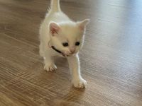 Babykatze Weiß DRINGEND