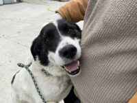 Freundlicher Senior Sammy sucht Alterswohnsitz