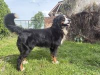 Berner Sennenhund Deckrüde Balu sucht passende Hündin