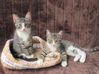 Einzeln oder gemeinsam: 2 verschmuste Katzenbaby Katzenmädchen (3 Monate) Kätzchen Katze Katzen